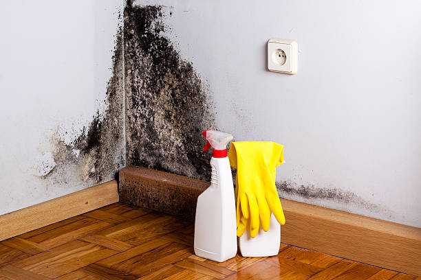 Best Environmental Consulting for Mold Prevention  in Aspinwall, PA